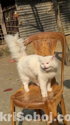 White Doll Face Persian Cat